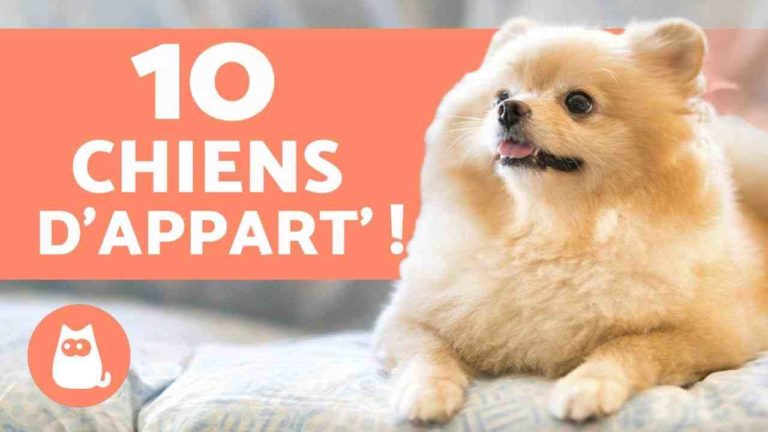 Quels Sont Les Meilleurs Chiens De Compagnie City Plante Guide De